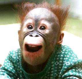 You're not a monkey doing monkey work... Leave that to NimbleText! happy monkey
